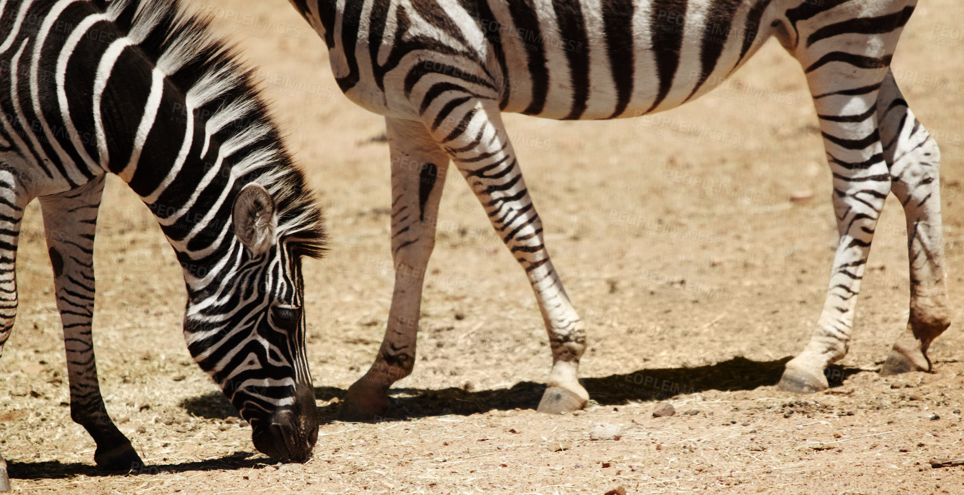 Buy stock photo Environment, outdoors and nature with zebra on sand for wildlife, conservation and biodiversity. Natural, habitat and animal dazzle at countryside for safari destination, sanctuary or protected area