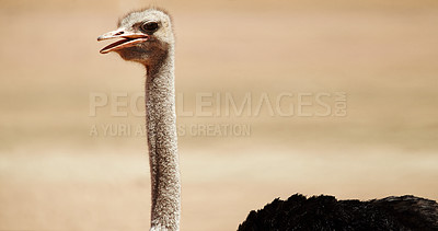 Buy stock photo Ostrich, closeup and wildlife conservation for environment and indigenous with neck or nature in Africa. Animal, bird and mockup space with safari, habitat and sustainability for biodiversity