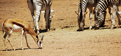 Buy stock photo Wildlife, zebra and springbok at safari in nature for conservation, endangered species and biodiversity. Indigenous, herbivore animals and grass landscape for sustainability in habitat and ecosystem