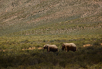 Buy stock photo Wildlife, elephant and walking in safari in nature for conservation, endangered species and biodiversity. Grassland, herbivore animals in natural habitat at game reserve, ecosystem and environment