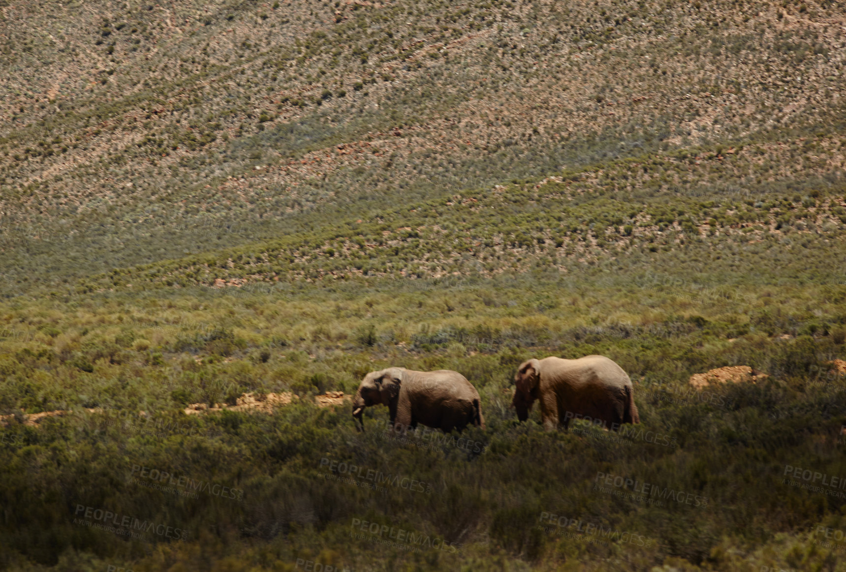 Buy stock photo Wildlife, elephant and walking in safari in nature for conservation, endangered species and biodiversity. Grassland, herbivore animals in natural habitat at game reserve, ecosystem and environment