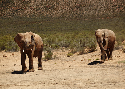 Buy stock photo Wildlife, elephant or walking in desert in safari for conservation, endangered species or biodiversity. Grassland, herbivore animal or natural habitat in game reserve with sustainability or ecosystem