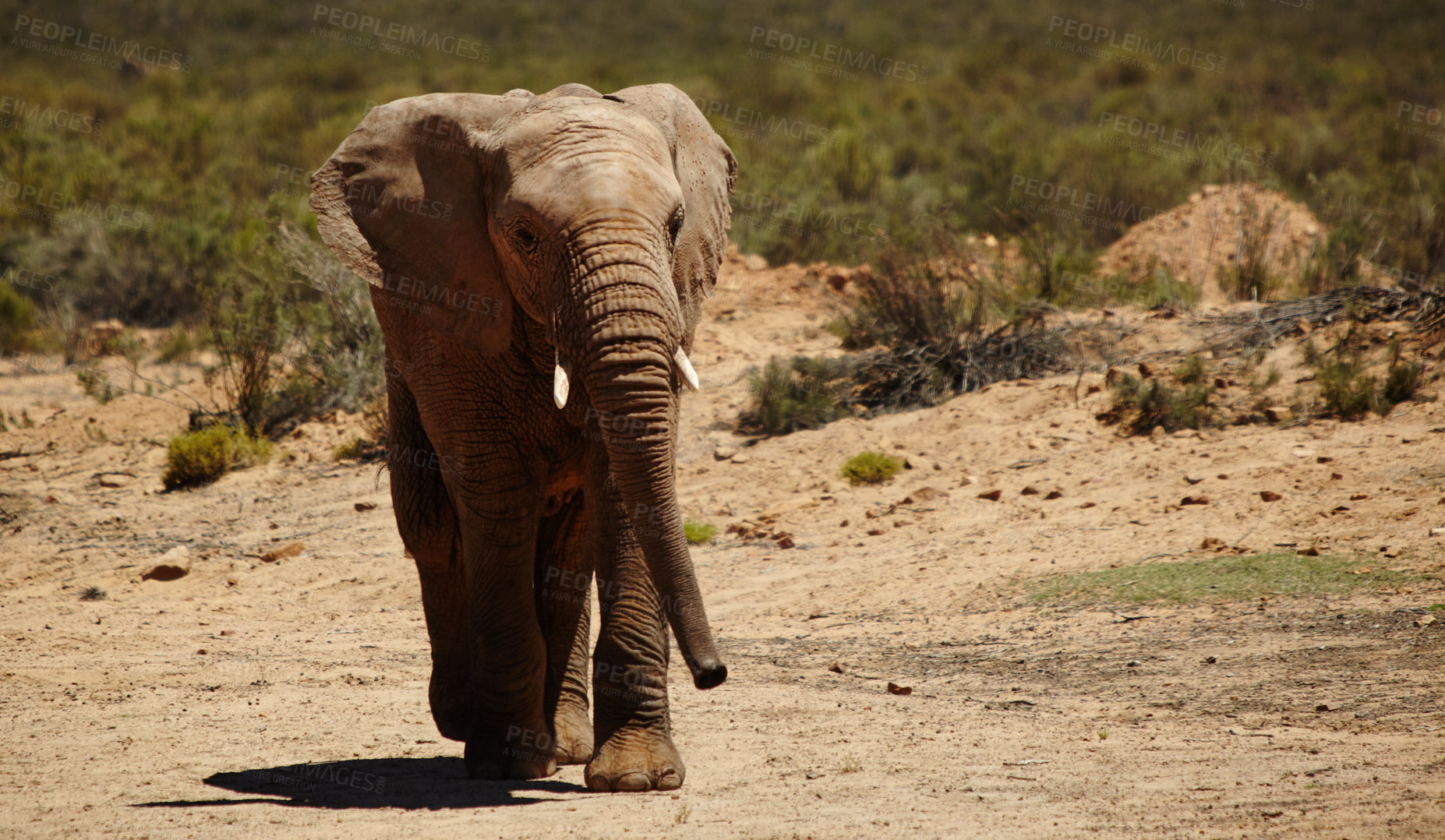 Buy stock photo Wildlife, elephant and walking in game reserve for conservation, endangered species and biodiversity. Grassland, herbivore animal and natural habitat in safari desert with sustainability or ecosystem