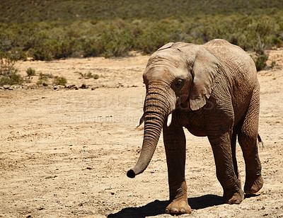 Buy stock photo Wildlife, elephant and walking in desert in nature for conservation, endangered species and biodiversity. Safari, indigenous animal and natural habitat at game reserve for sustainability and ecology