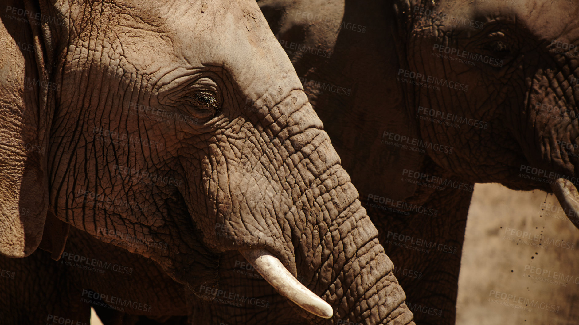 Buy stock photo Closeup, elephant and animals in savannah for wildlife, conservation and sustainability outdoors. Destination, location or safari with big five mammal for survival, indigenous or trunk in zoo habitat