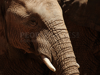 Buy stock photo Closeup, elephant and animals with texture for wildlife, conservation or sustainability outdoors. Destination, location or safari with big five mammal for survival, indigenous or trunk in habitat