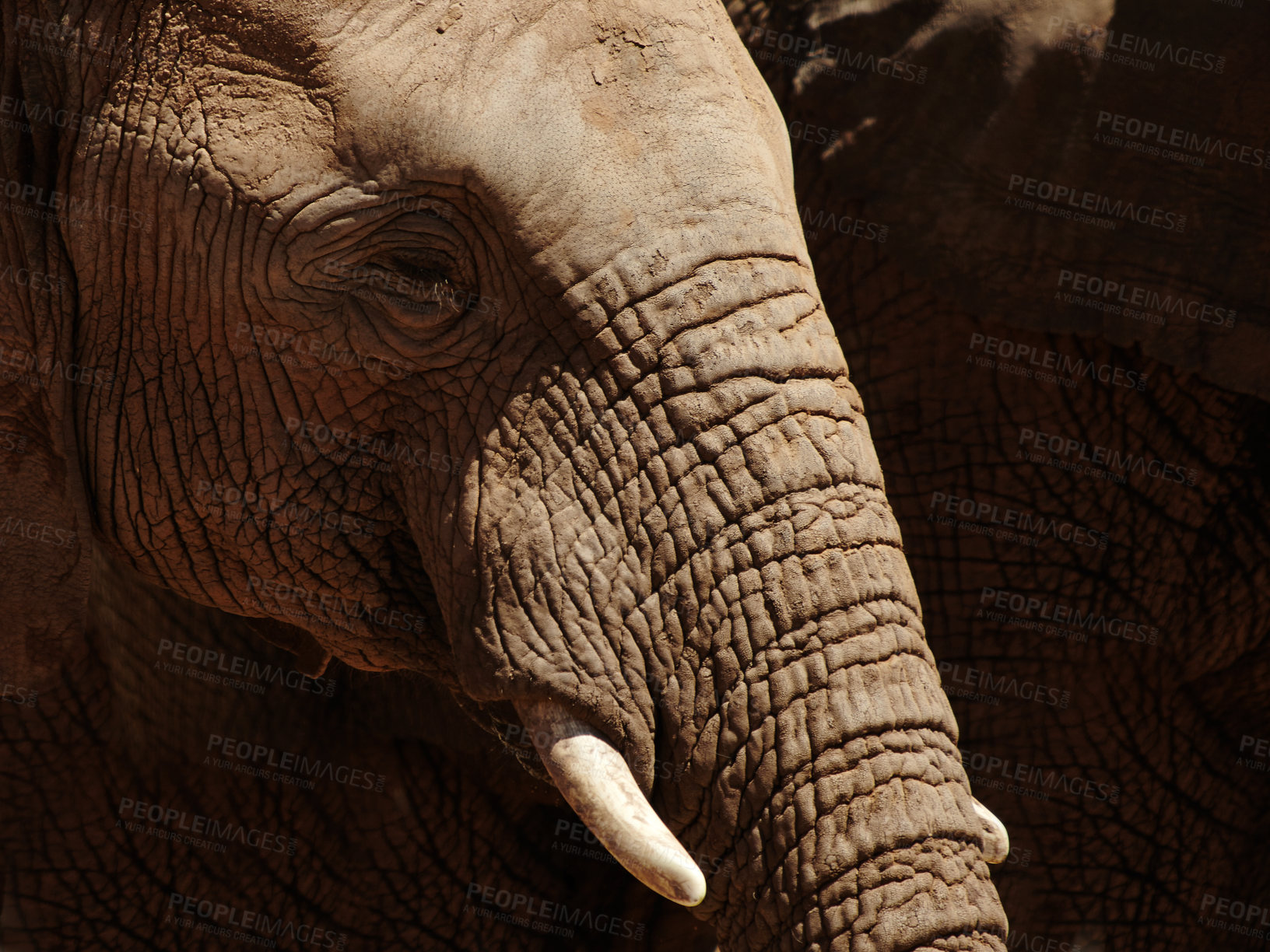 Buy stock photo Closeup, elephant and animals with texture for wildlife, conservation or sustainability outdoors. Destination, location or safari with big five mammal for survival, indigenous or trunk in habitat