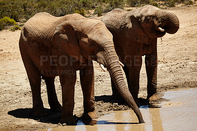 Buy stock photo Wildlife, elephant and drinking at waterhole in safari for hydration, endangered species and biodiversity. Thirsty, indigenous animal and natural habitat at game reserve for sustainability or ecology