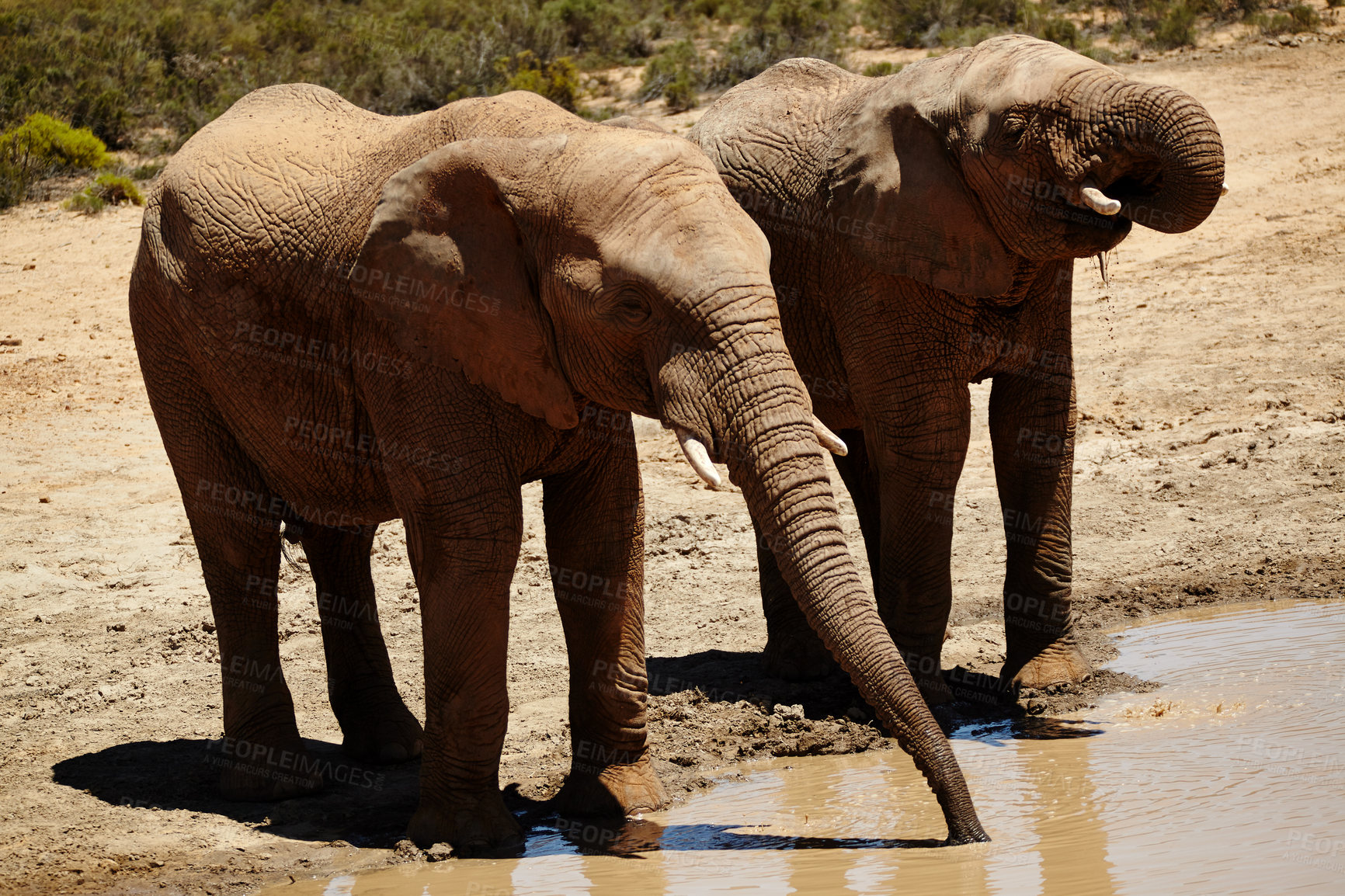 Buy stock photo Wildlife, elephant and drinking at waterhole in safari for hydration, endangered species and biodiversity. Thirsty, indigenous animal and natural habitat at game reserve for sustainability or ecology