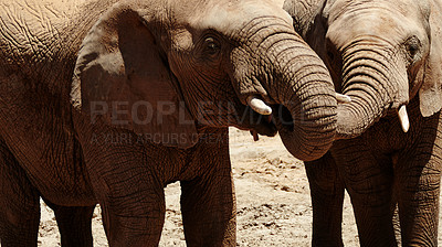 Buy stock photo Closeup, elephant and animals with trunk for wildlife, conservation or sustainability outdoors. Destination, location or safari with big five mammal for survival, indigenous or playful in habitat