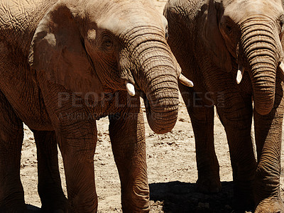 Buy stock photo Portrait, elephant and animals with trunk for wildlife, conservation and sustainability outdoors. Destination, location or safari with big five mammal for survival, indigenous or savannah for habitat