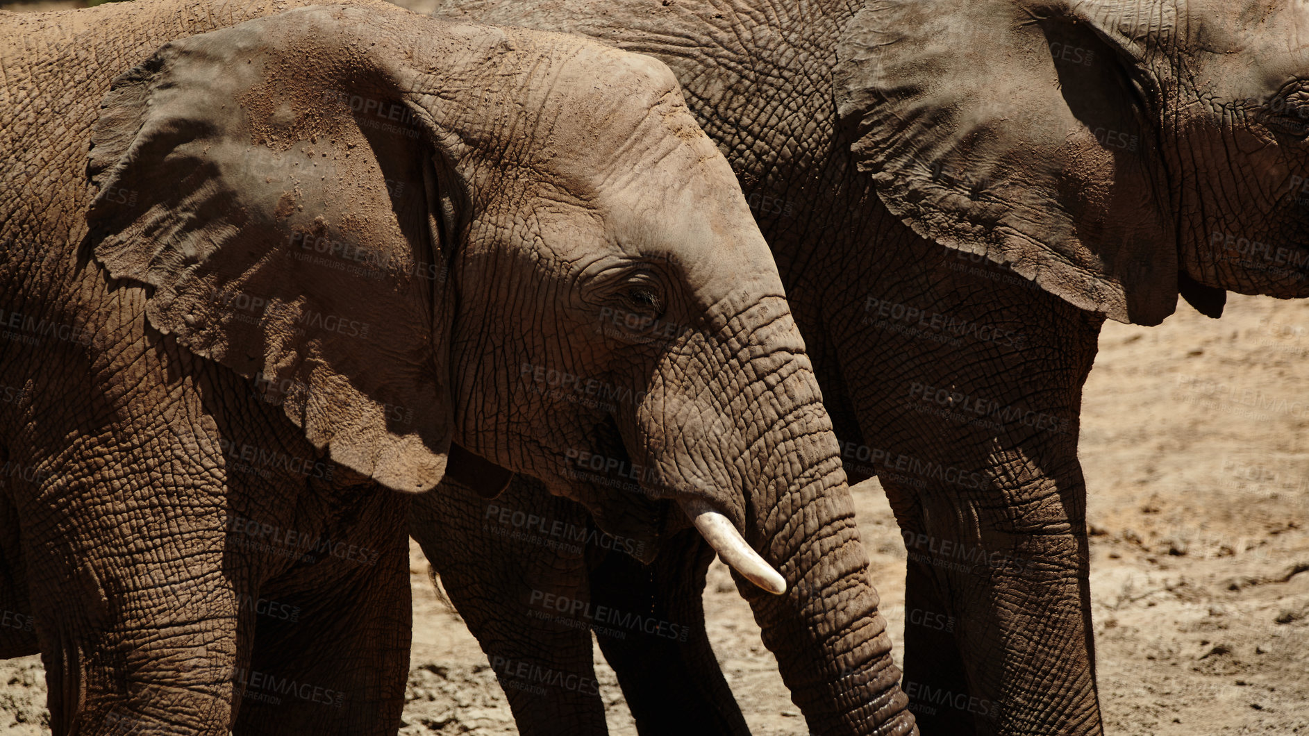 Buy stock photo Closeup, elephant and animals in zoo for wildlife, conservation and sustainability outdoors. Destination, location or savannah with big five mammal for survival, indigenous or trunk in safari habitat