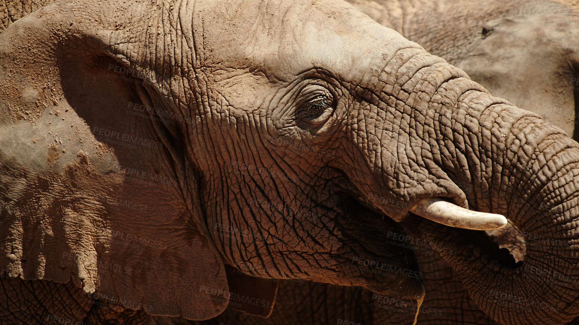 Buy stock photo Shot of elephants on the plains of Africa