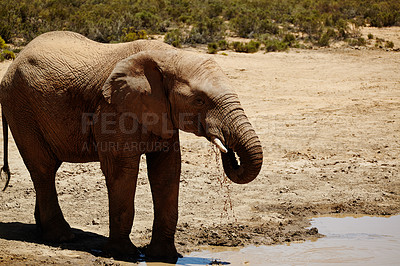 Buy stock photo Endangered, elephant and drinking at waterhole in desert for hydration, wildlife species and biodiversity. Thirsty, indigenous animal and natural habitat at game reserve for sustainability or ecology