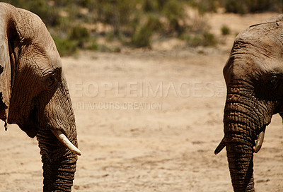 Buy stock photo Shot of elephants on the plains of Africa