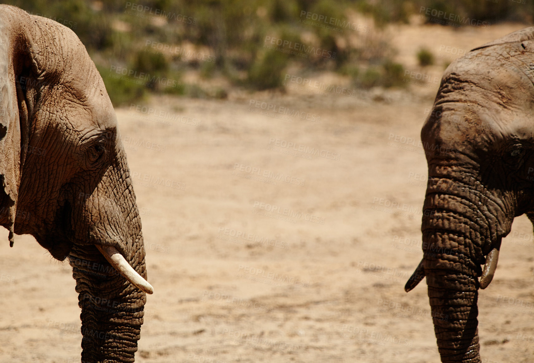 Buy stock photo Shot of elephants on the plains of Africa