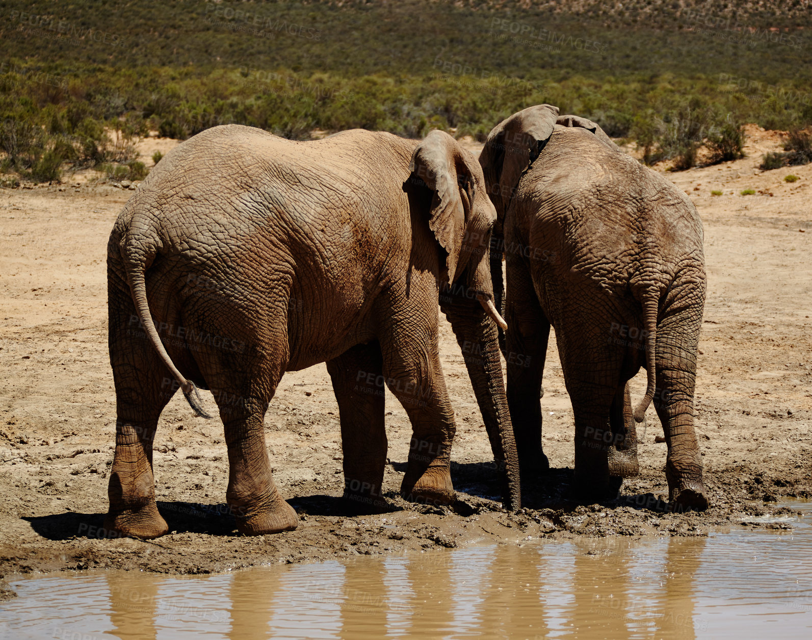 Buy stock photo Wildlife, elephant and walking by waterhole in desert for hydration, endangered species and biodiversity. Thirsty, indigenous animal and natural habitat at game reserve for sustainability and ecology