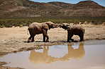 Messing around at the watering hole