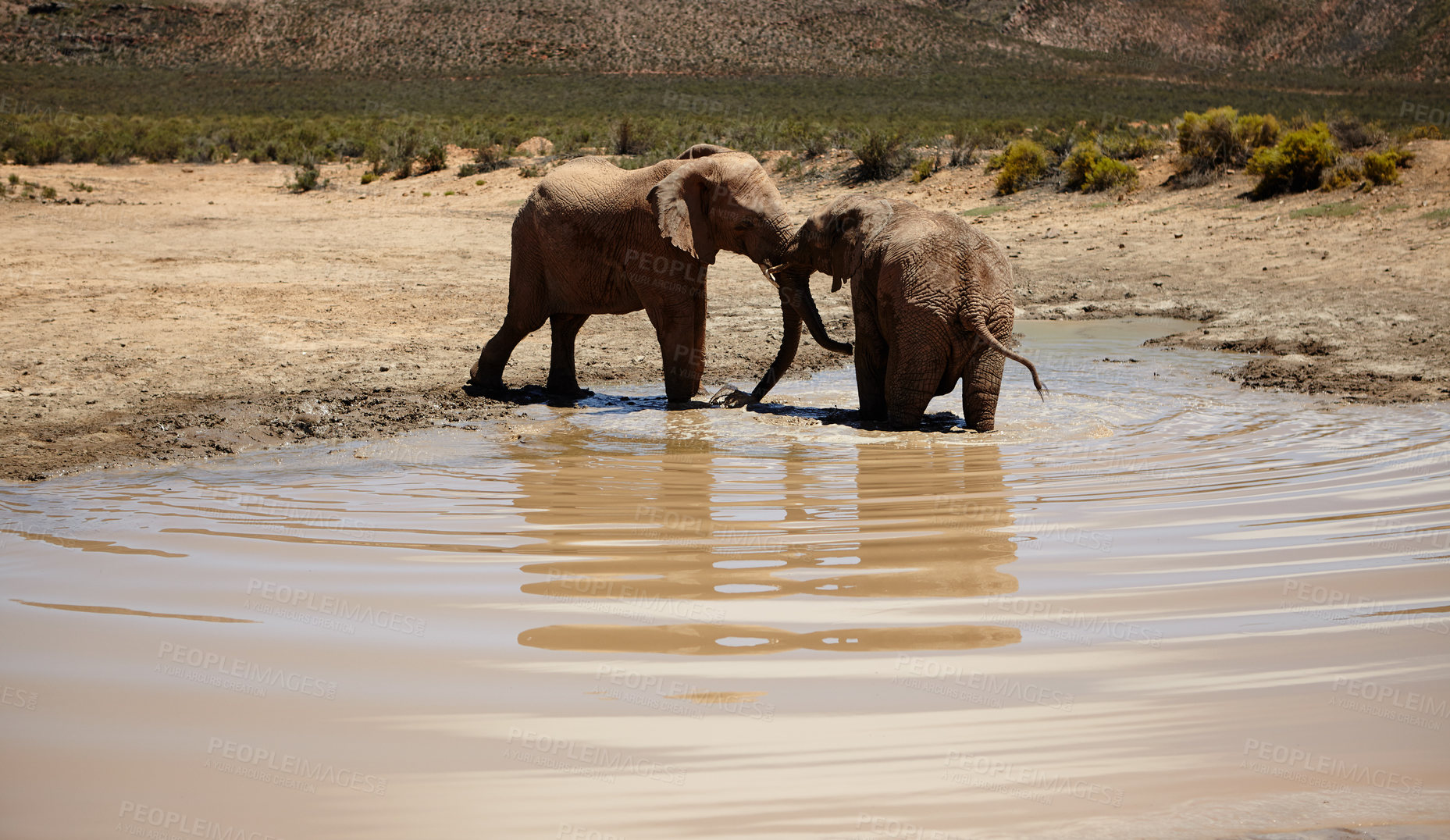 Buy stock photo Playful, elephant and animals in safari for conservation, wildlife and sustainability outdoors. Destination, location and savannah with big five mammal for survival, indigenous and trunk in zoo river