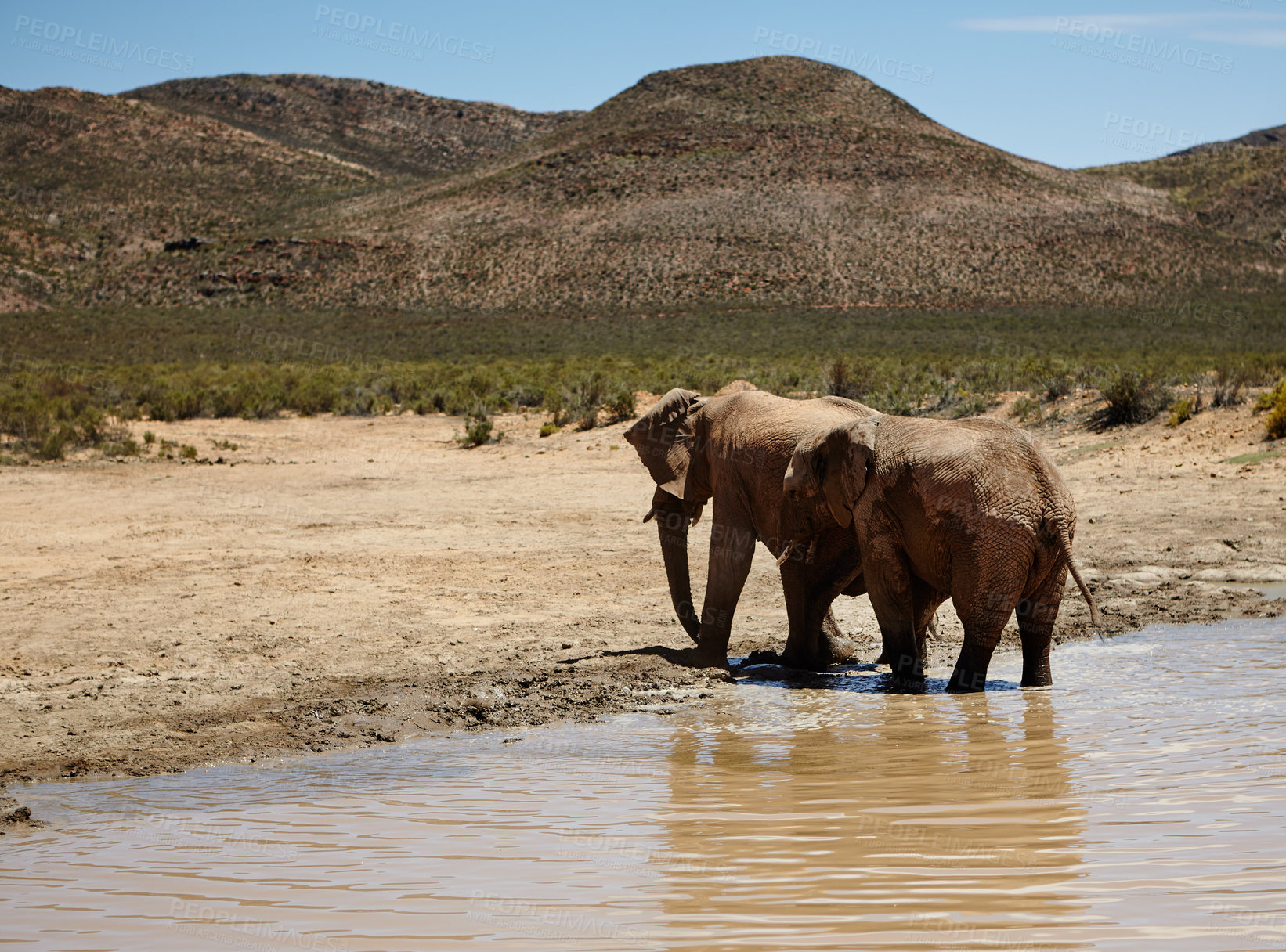 Buy stock photo Zoo, elephant and animals with water in river, wildlife and conservation for sustainability. Destination, location or savannah with big five mammal for survival, indigenous or trunk in safari habitat