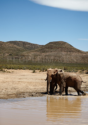 Buy stock photo Zoo, elephant and animals with water for drink, wildlife and conservation for sustainability. Destination, hydration or savannah with big five mammal for survival, indigenous or trunk in safari river