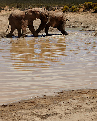 Buy stock photo Safari, elephant and animals with water in river, wildlife and conservation for sustainability. Destination, playful and savannah with big five mammal for survival, indigenous or trunk in zoo habitat