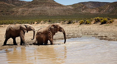 Buy stock photo Shot of elephants on the plains of Africa