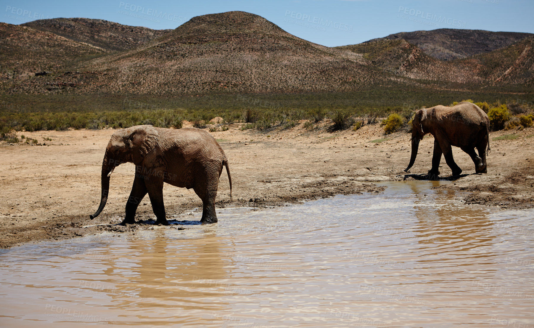 Buy stock photo Wildlife, elephant and animals for walking in river, safari and conservation for sustainability. Hydration, drink water and savannah with big five mammal for survival, indigenous and trunk in habitat