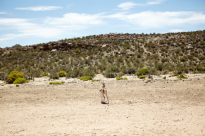 Buy stock photo Shot of a springbuck on the plains of Africa