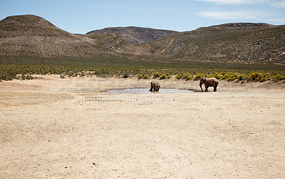 Buy stock photo Conservation, elephant and animals for drinking water in river, wildlife and savannah for sustainability. Hydration, walking and safari with big five mammal for survival, indigenous and trunk by sky