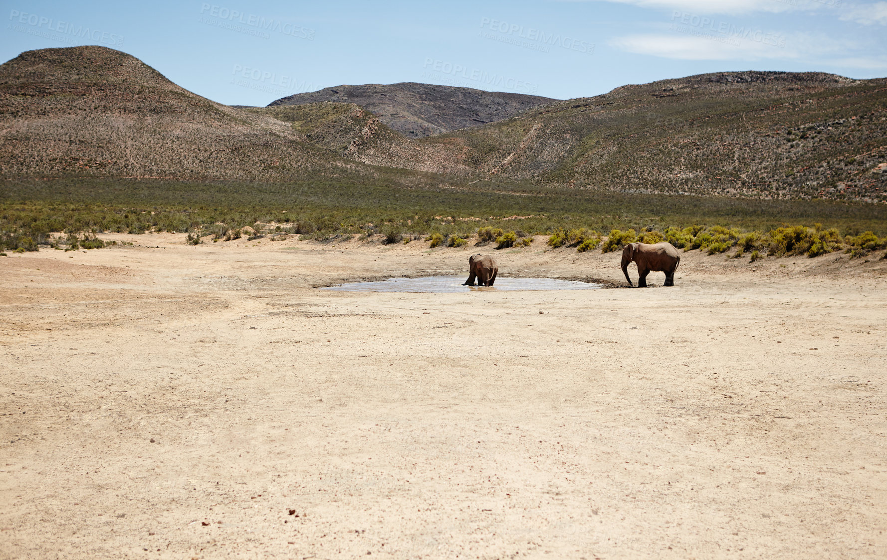 Buy stock photo Conservation, elephant and animals for drinking water in river, wildlife and savannah for sustainability. Hydration, walking and safari with big five mammal for survival, indigenous and trunk by sky