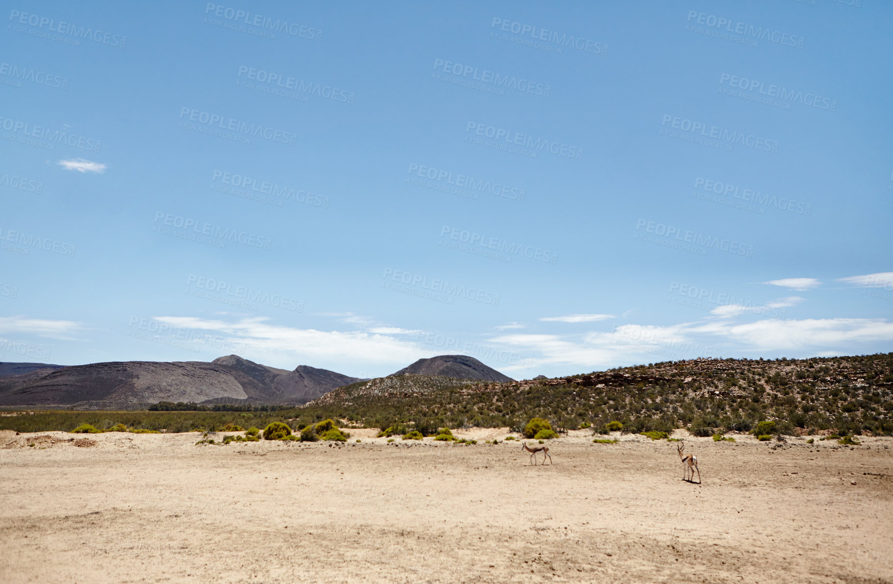 Buy stock photo Nature, wildlife animals and antelope outdoor at game reserve, safari or environment. Landscape, savannah and national park with springbuck for travel, tourism or mockup space with mountain in Africa