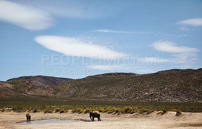 Buy stock photo Conservation, elephant and walking for drinking water in river, wildlife and savannah for sustainability. Hydration, animals and safari with big five mammal for survival, indigenous and trunk by sky