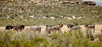 Buy stock photo Zebra, ostrich and wildlife in nature outdoor at game reserve, safari and environment in Botswana. Landscape, indigenous animals and herd at national park at savannah for grazing grass in Africa