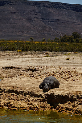 Buy stock photo Shot of a hippo lying near a watering hole in the plains of Africa