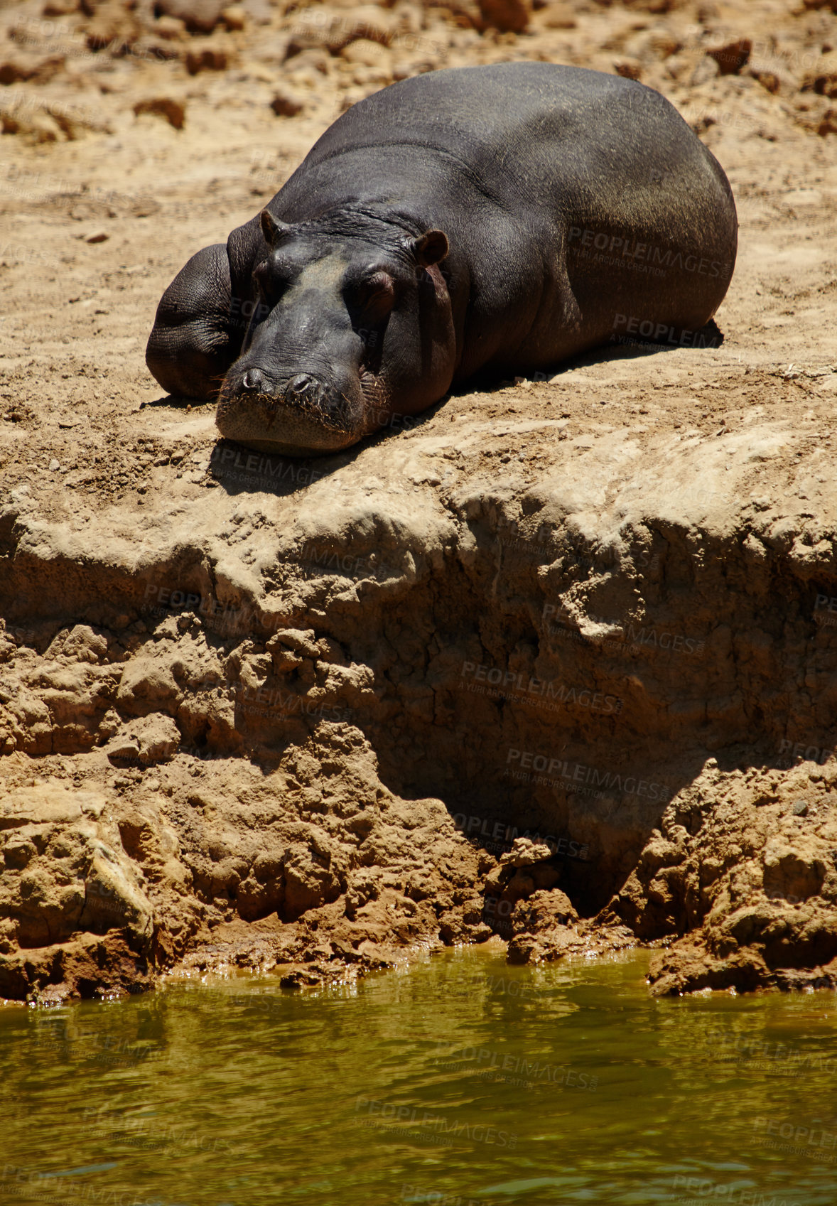 Buy stock photo Animal, wildlife and hippo by river in safari for conservation, environment and nature. Resting, natural habitat and herbivore for tourism, adventure and biodiversity in national park in savannah