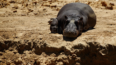 Buy stock photo Animal, wildlife and hippo in safari in nature for conservation, environment and savannah. Grassland, natural habitat and herbivore sleeping for tourism, adventure and biodiversity in national park