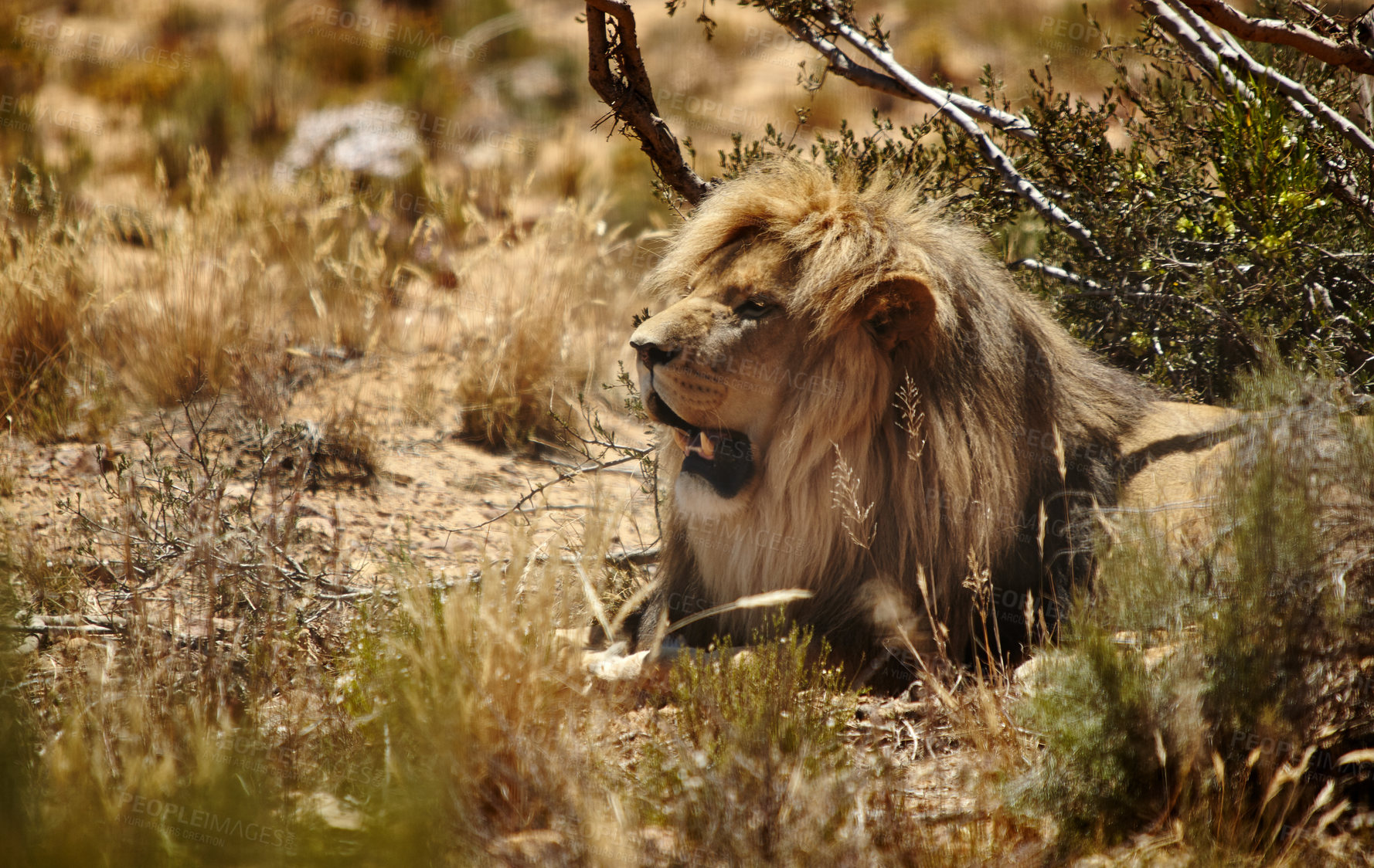 Buy stock photo Nature, animal and lion in grass on savannah for environment, conservation and safari wildlife. African game reserve, natural background and big cat predator for tourism, adventure and national park