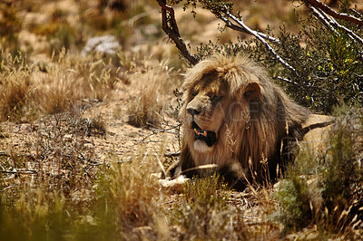 Buy stock photo Nature, animal and lion in bush on safari for environment, conservation and wildlife in savannah. Africa game reserve, natural background and big cat predator for tourism, adventure and national park