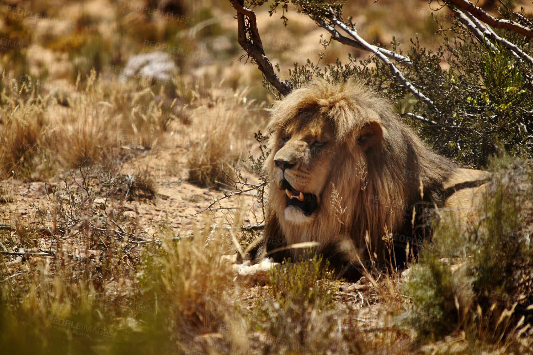 Buy stock photo Nature, animal and lion in bush on safari for environment, conservation and wildlife in savannah. Africa game reserve, natural background and big cat predator for tourism, adventure and national park