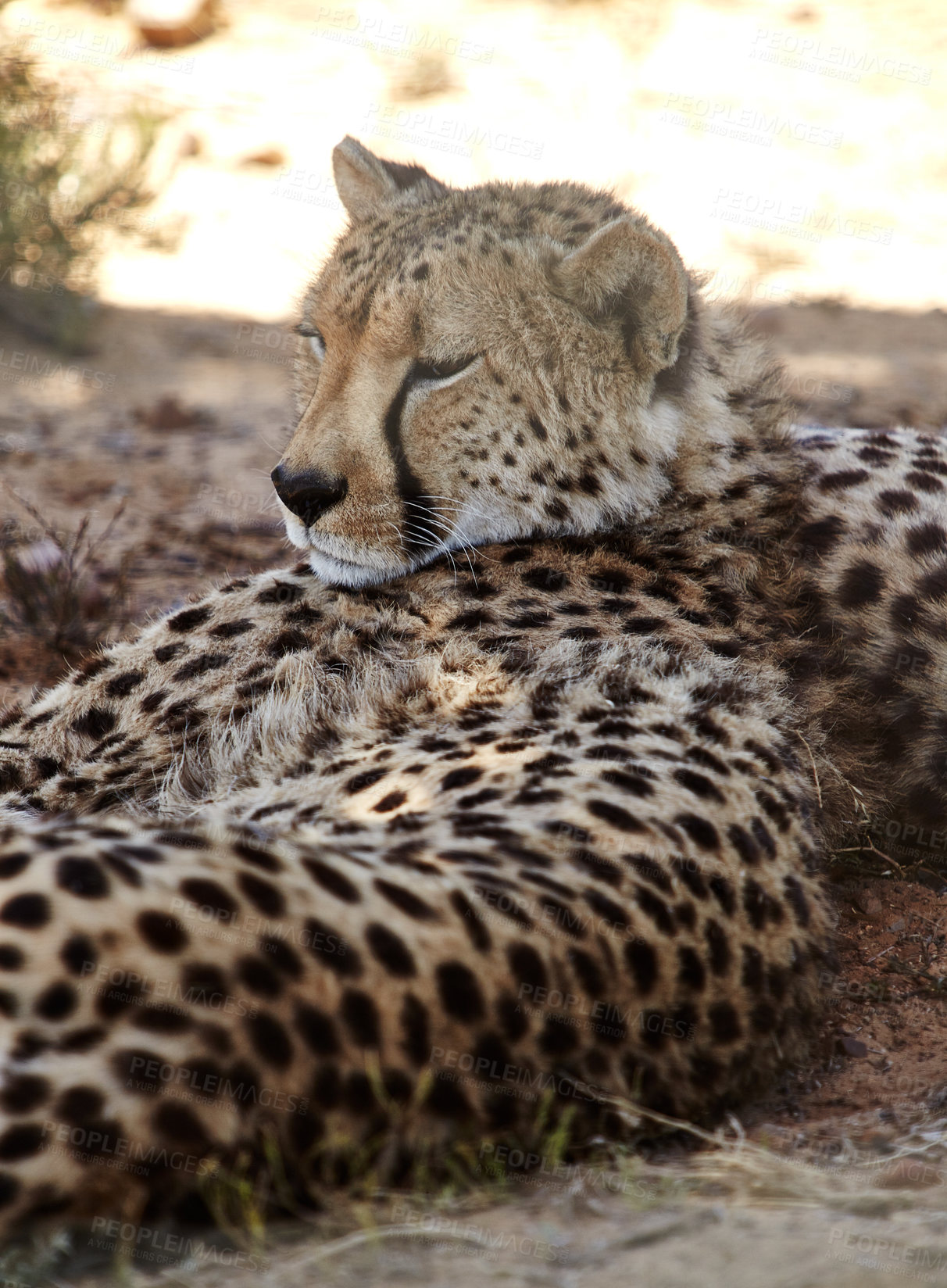 Buy stock photo Nature, national park and cheetah in grass on safari for environment, conservation and wildlife in savannah. Animal, natural background and big cat predator for tourism, adventure or travel in Africa