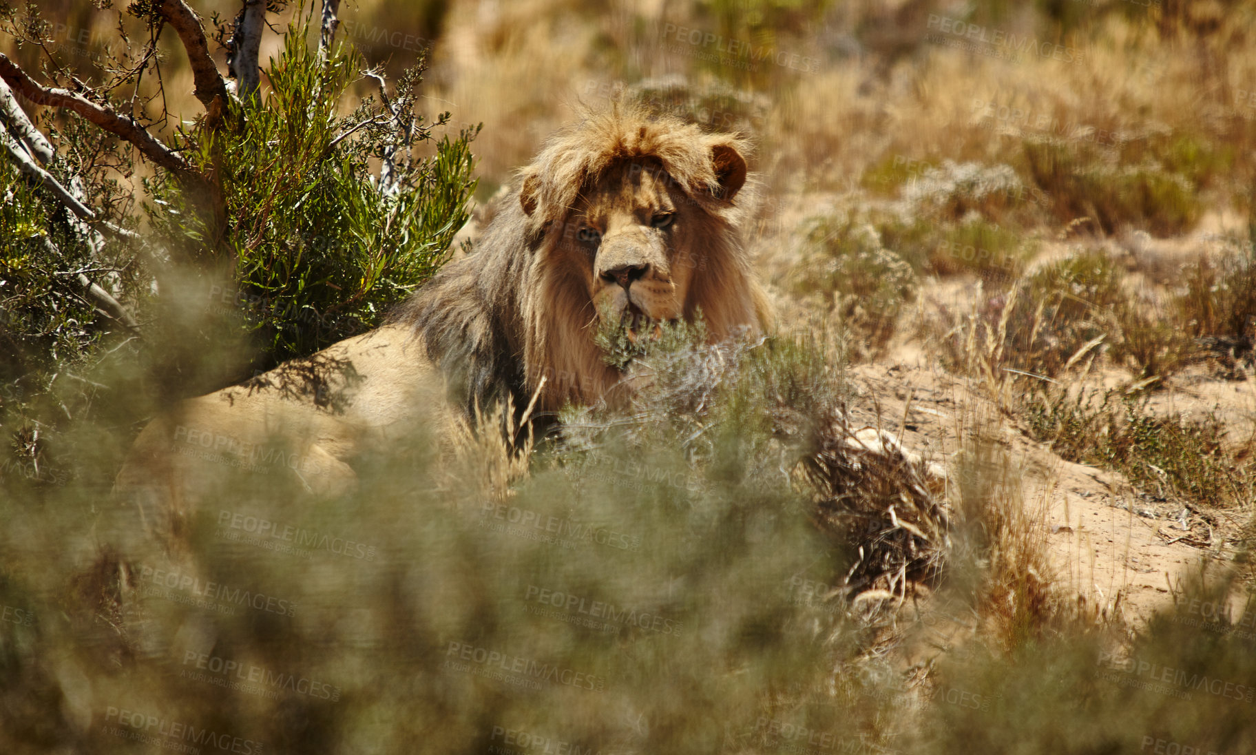 Buy stock photo Nature, animal and lion in grass on safari for environment, conservation and wildlife in savannah. African national park, natural background and big cat predator for tourism, adventure and wilderness