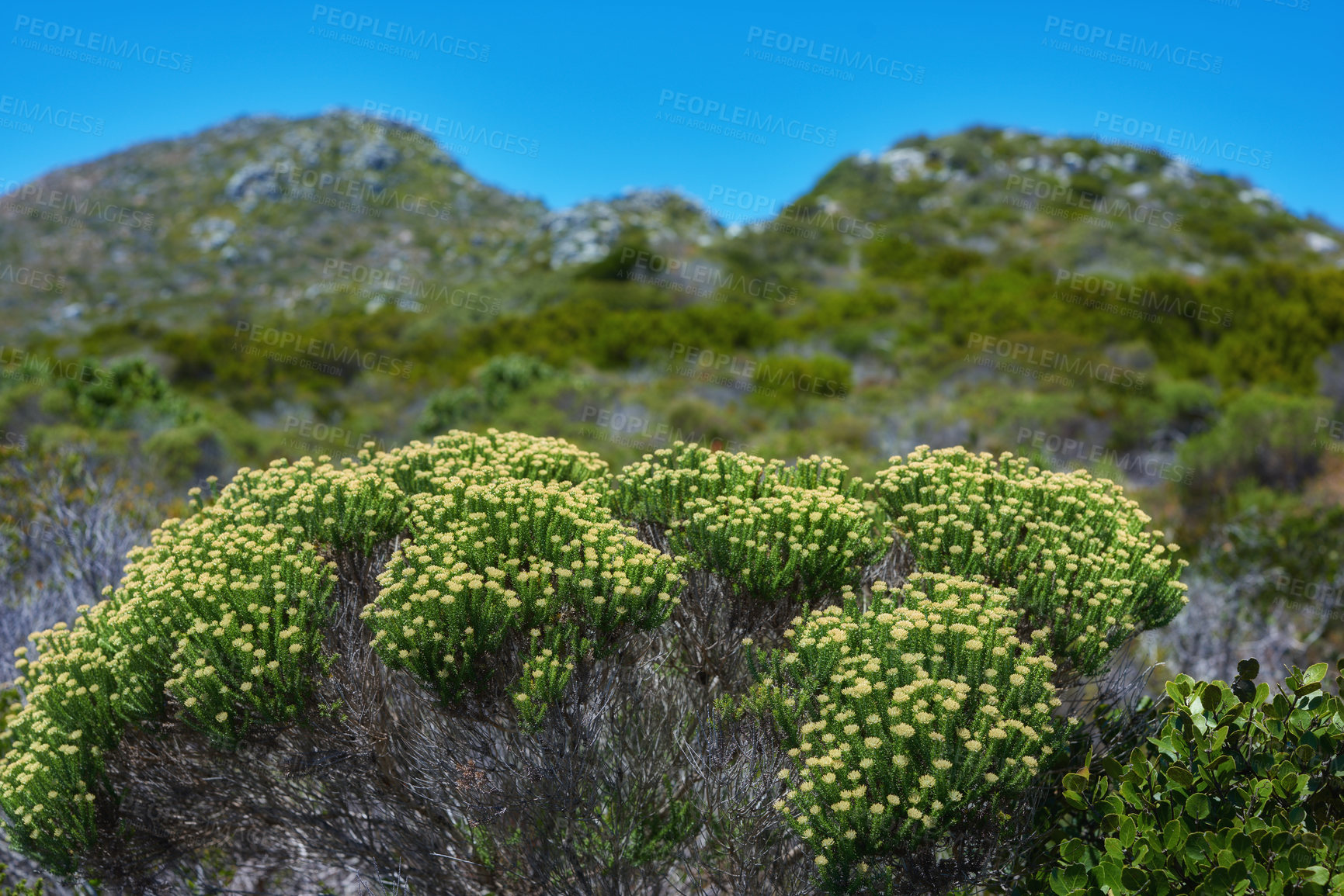 Buy stock photo Nature, landscape and bush flowers on mountain with blue sky, spring growth and conservation with biodiversity. Plants, green environment and sustainable ecosystem for flora on hill in countryside