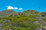 Nature - Western Cape