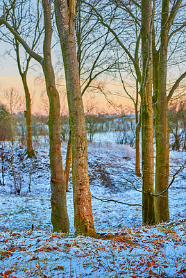 Buy stock photo Trees, forest and winter snow in outdoor, woods and plants for peace or calm nature for ecology. Branches, countryside and frost on cold weather vacation, holiday and serene park or travel aesthetic