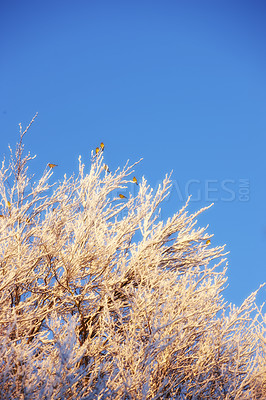 Buy stock photo Nature, sky and leaves of tree in winter, outdoor and yellow color in mockup, texture and peace in environment. Forest, calm and cold to travel for holiday in USA, plant and golden branches in woods