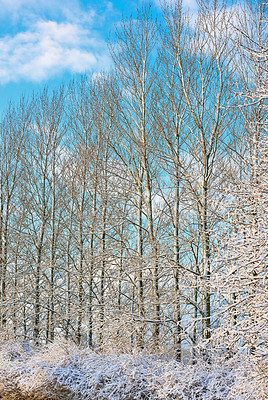 Buy stock photo Ice, snow and winter with trees of environment for cold season or weather in natural ecosystem. Background, earth and nature with forest outdoor on blue sky for ecology, growth or sustainability