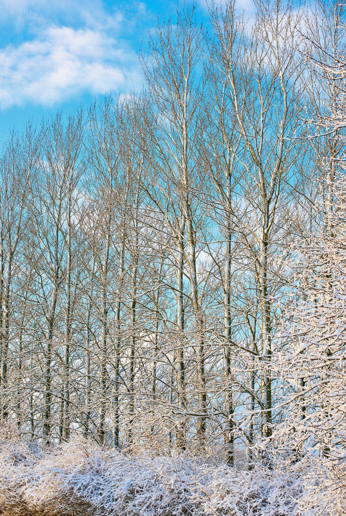 Buy stock photo Ice, snow and winter with trees of environment for cold season or weather in natural ecosystem. Background, earth and nature with forest outdoor on blue sky for ecology, growth or sustainability