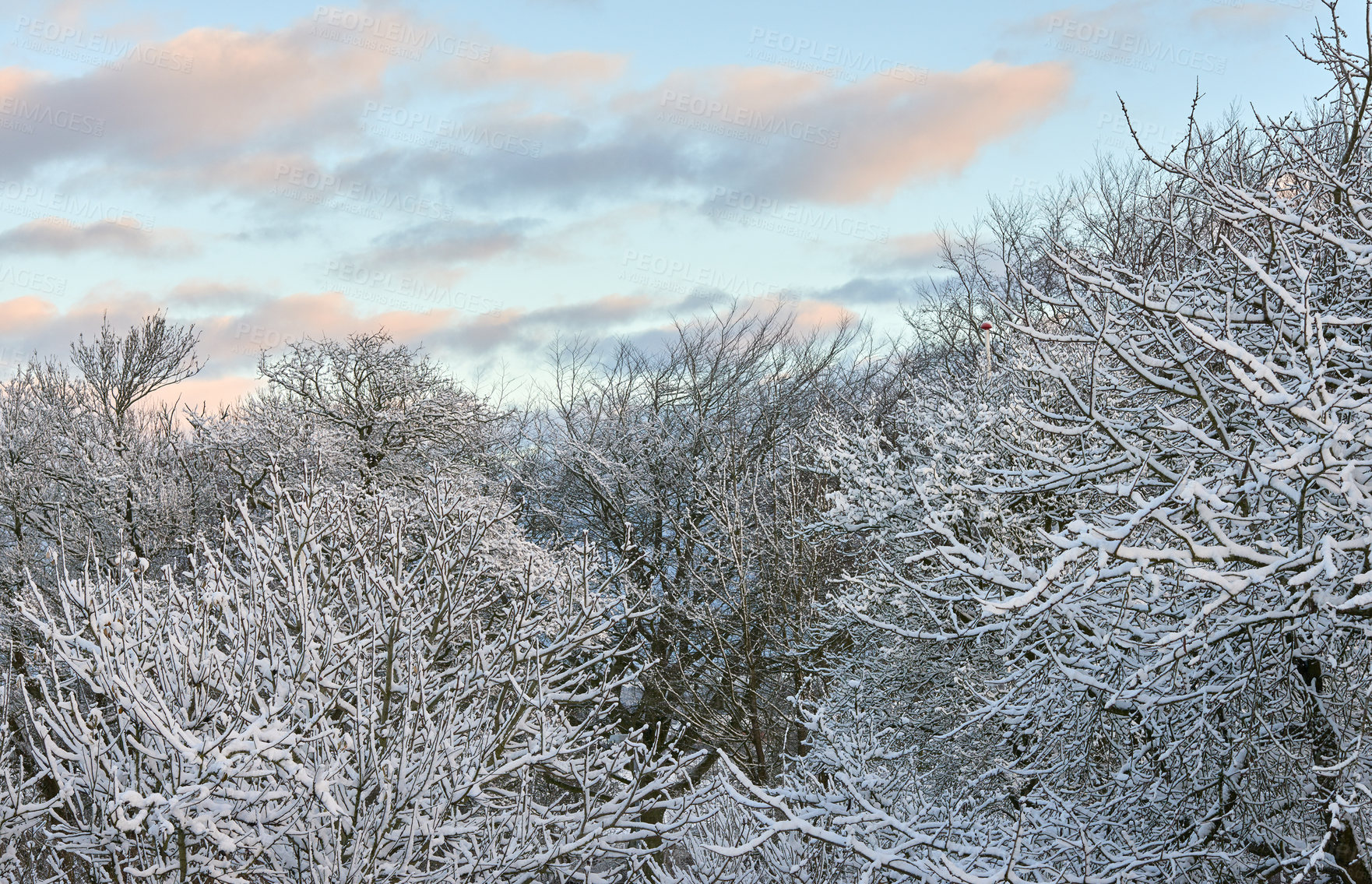 Buy stock photo Sky, sunset and snow on trees for winter season, Christmas holiday calendar and nature wallpaper for pc. Oak tree, dusk and frozen environment in forest with ice for peace and vacation in Switzerland