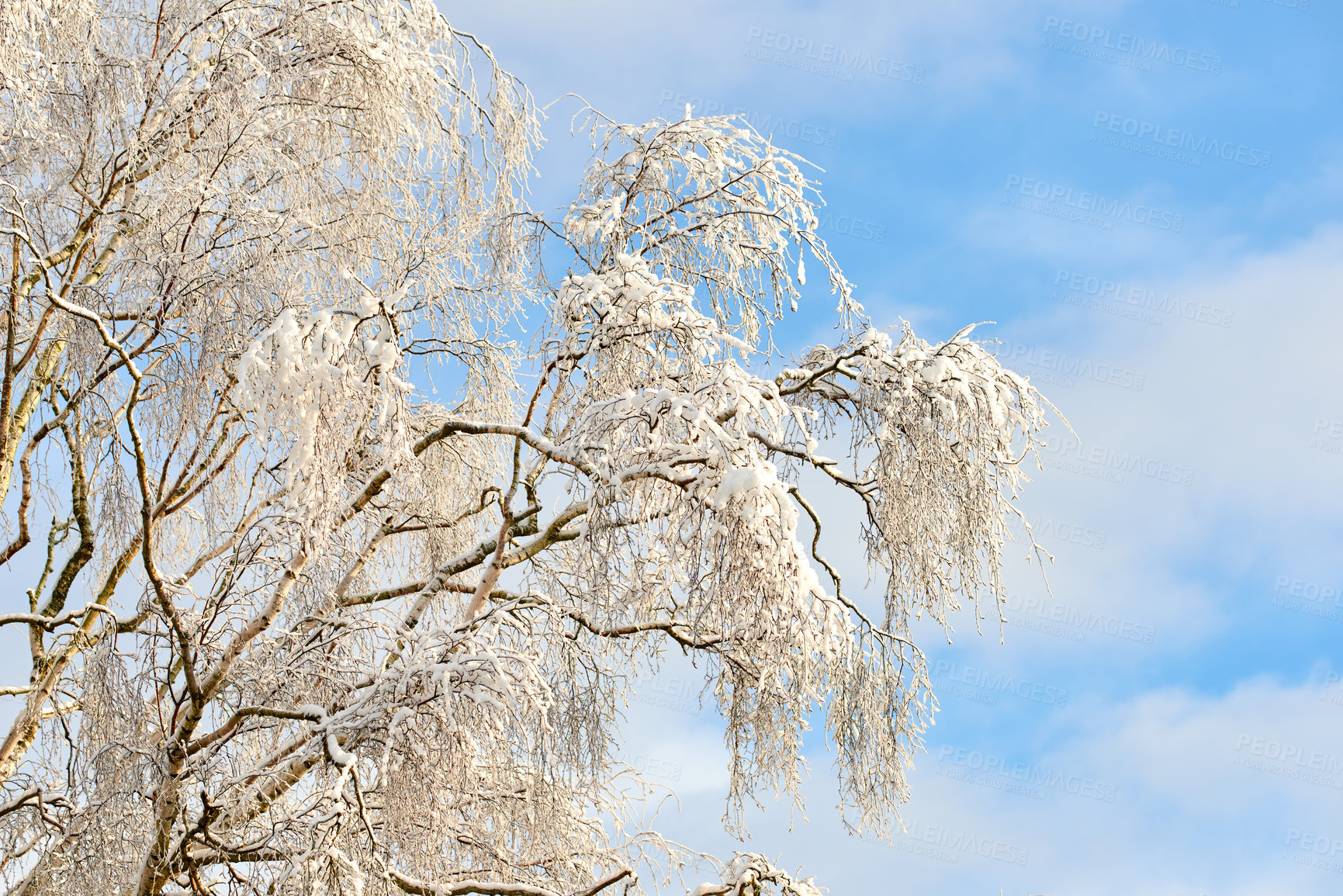 Buy stock photo Winter, trees and snow in nature for weather change, environment or blue sky background. Ice on leaves and forest for cold holiday season, wallpaper and plants for calendar art, postcard or wallpaper